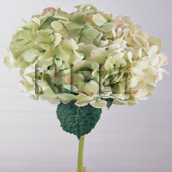 hydrangea green flowers